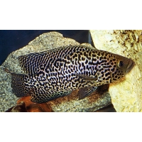 Parachromis Manaquensis